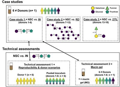 Bridging preclinical and clinical gut microbiota research using the ex vivo SIFR® technology